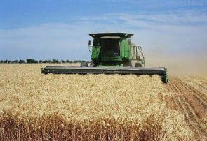 افزایش ۱۰ درصدی تولید گندم در نیشابور