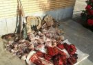 دستگیری شکارچی غیر مجاز قوچ وحشی توسط محیط بانان