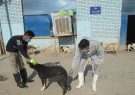 واکسیناسیون بیش از۴۰۰۰ قلاده سگ بر علیه هاری در نیشابور
