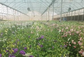 از تولید سالانه ۴۰۰ هزار دسته گل تا صادرات به کشورهای همسایه