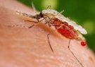 ثبت نخستین مورد بیماری مالاریا  در نیشابور