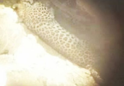 ثبت گونه نادر پلنگ ایرانی درمنطقه حفاظت شده بینالود