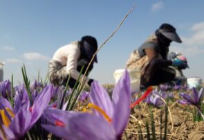 برداشت زعفران در نیشابور ۶۰درصد کاهش یافت