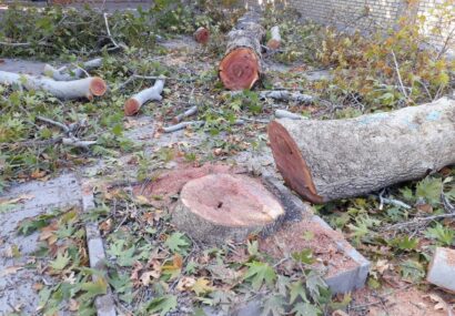 جریمه‌های سنگین شورای شهر نیشابور برای قطع درختان، تخریب پرچین و حذف چمن