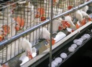 افزایش ۱۴ درصدی تولید تخم مرغ در نیشابور