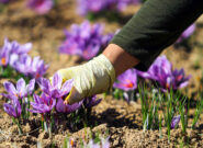 طلای سرخ نیشابور در سایهی کمآبی رنگ باخته طلای سرخ نیشابور در سایهی کمآبی رنگ باخته